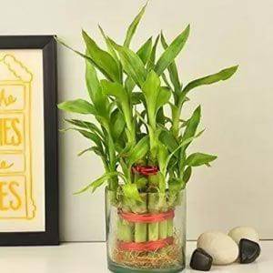 2 Layer Bamboo Glassvase - YuvaFlowers