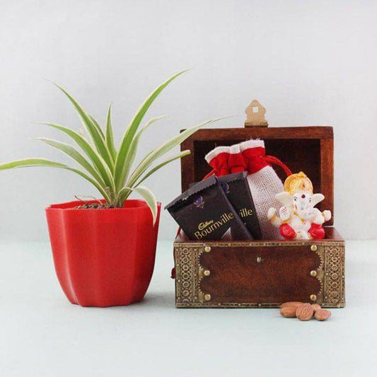 Auspicious Spider Plant Hamper - YuvaFlowers