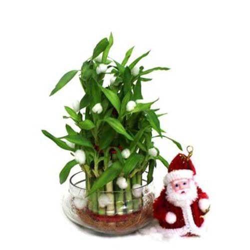 Lucky Bamboo N Santa - YuvaFlowers