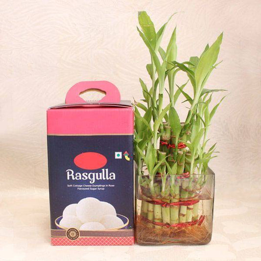 Lucky Bamboo with Rasgulla - YuvaFlowers