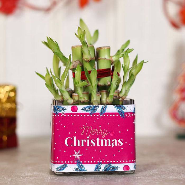 Merry Christmas Lucky Bamboo - YuvaFlowers