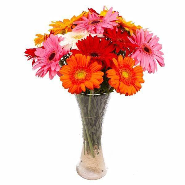 Multi Colorful Gerberas Arranged in Glass Vase - YuvaFlowers