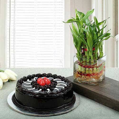 Truffle Cake N Lucky Bamboo - YuvaFlowers