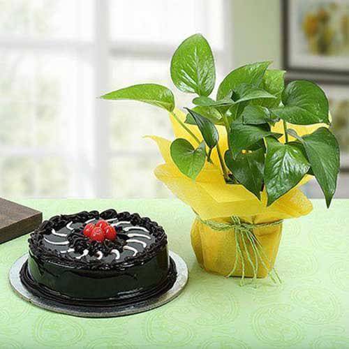 Truffle Cake N Money Plant - YuvaFlowers